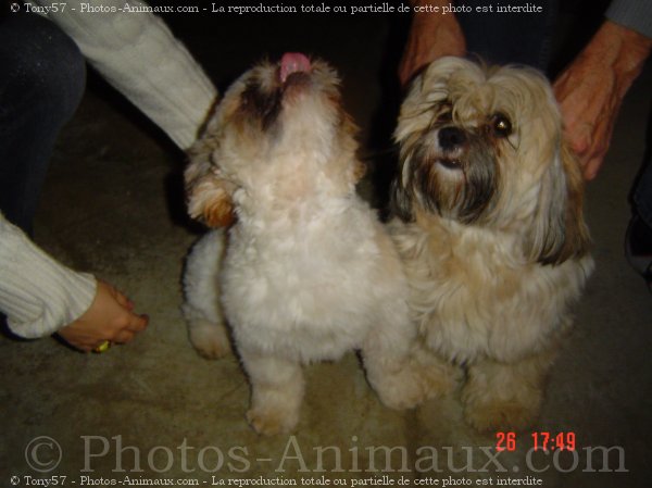 Photo de Lhassa apso