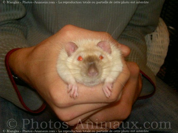 Photo de Rat