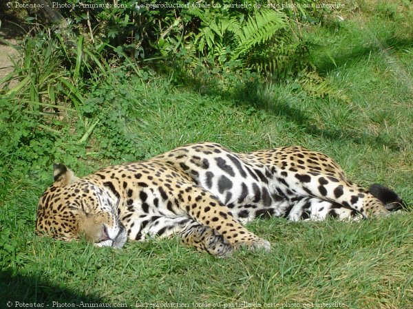 Photo de Jaguar