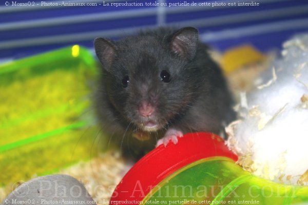 Photo de Hamster