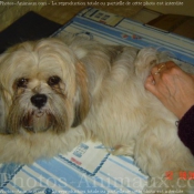 Photo de Lhassa apso