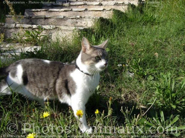 Photo de Chat domestique