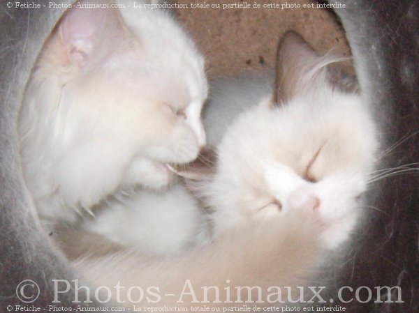 Photo de Ragdoll