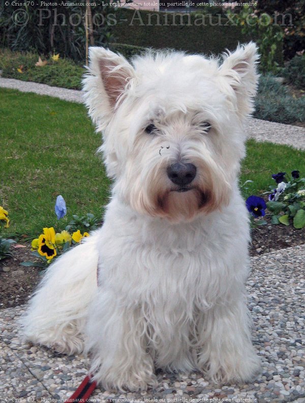 Photo de West highland white terrier