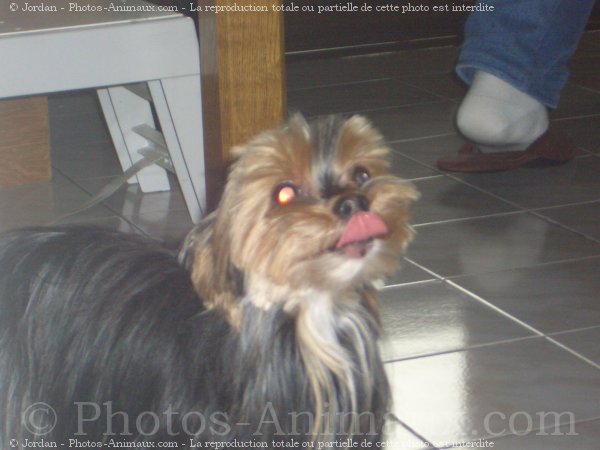 Photo de Yorkshire terrier