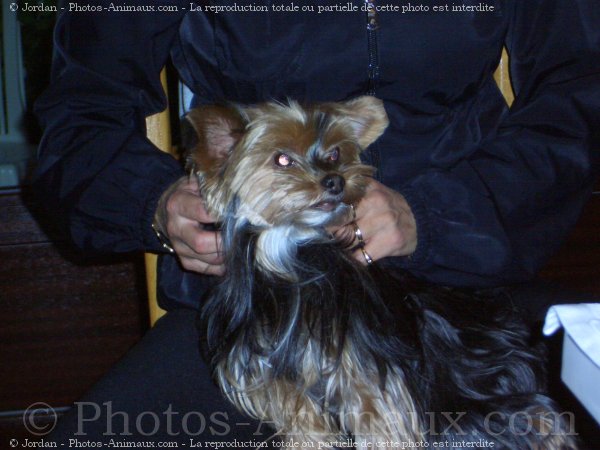 Photo de Yorkshire terrier