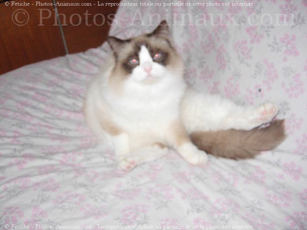 Photo de Ragdoll