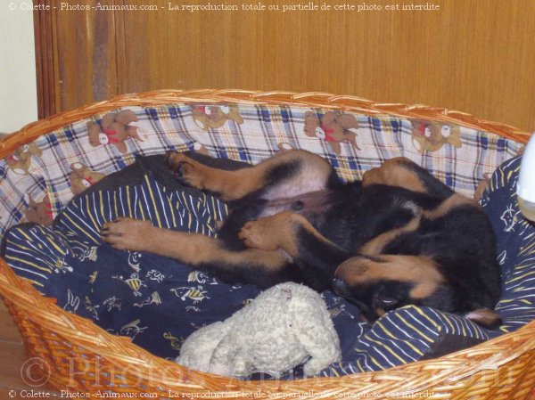 Photo de Rottweiler