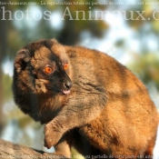 Photo de Lmurien - maki de mayotte