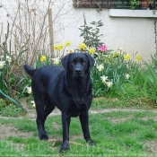 Photo de Labrador retriever