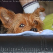 Photo de Yorkshire terrier