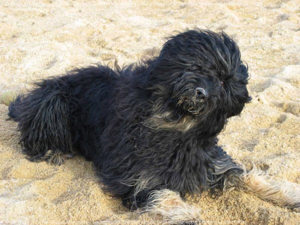 Photo de Chien de berger de la serra aires