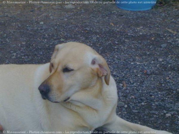 Photo de Labrador retriever