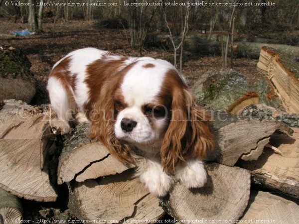 Photo de Cavalier king charles spaniel