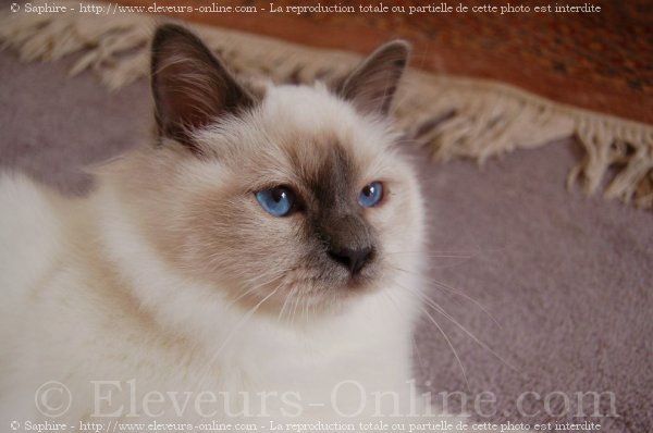 Photo de Sacr de birmanie