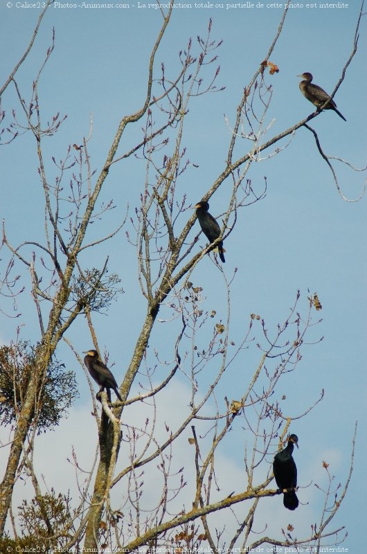 Photo de Cormorans hupps