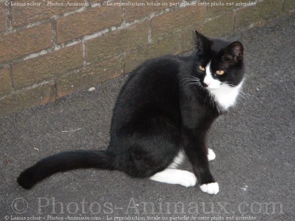 Photo de Chat domestique