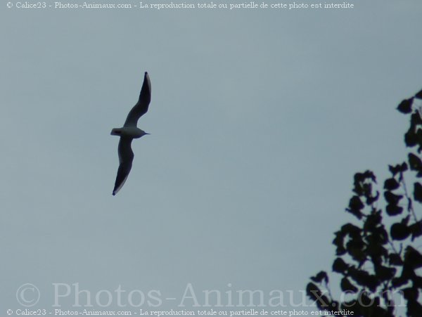 Photo de Mouette