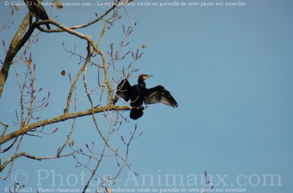 Photo de Cormorans hupps