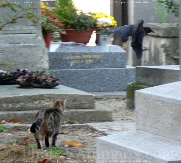 Photo de Chat domestique