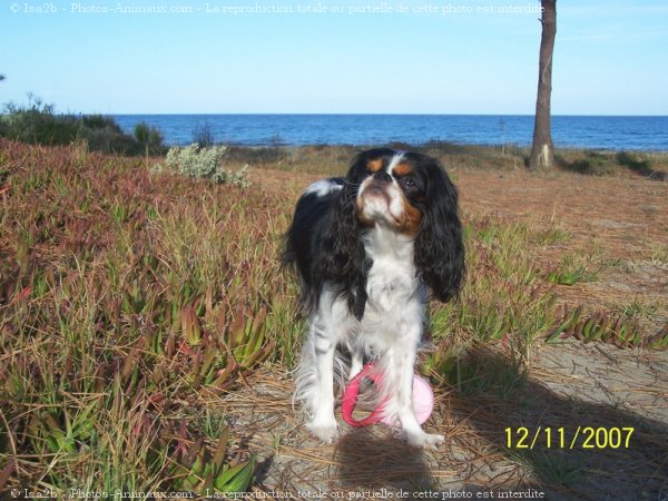 Photo de Cavalier king charles spaniel