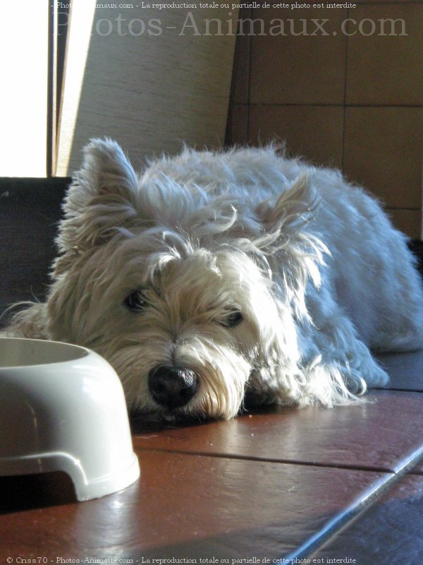 Photo de West highland white terrier