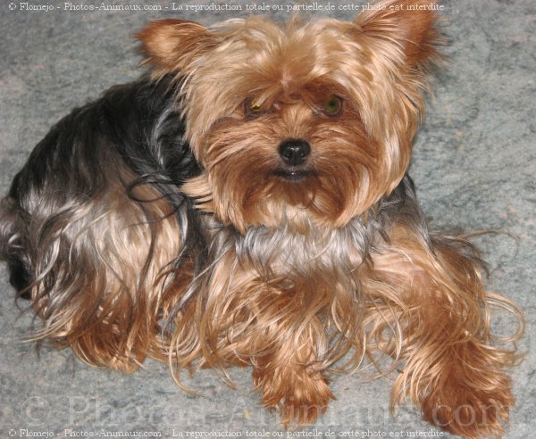 Photo de Yorkshire terrier