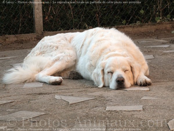 Photo de Chien de berger des tatras