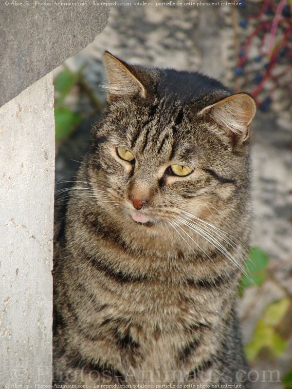 Photo de Chat domestique