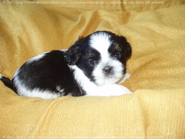 Photo de Shih tzu