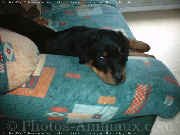 Photo de Rottweiler