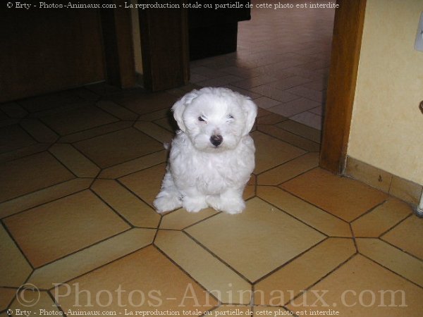 Photo de Bichon maltais