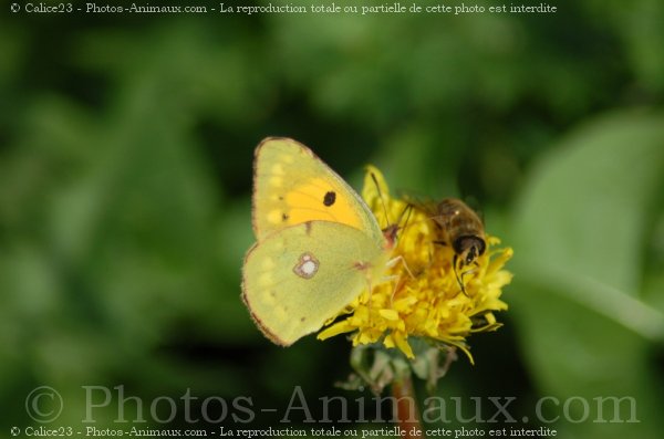 Photo de Papillon