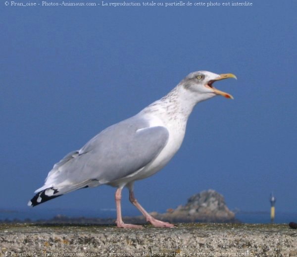 Photo de Mouette