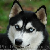 Photo de Husky siberien