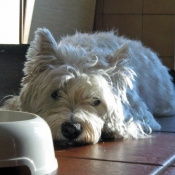 Photo de West highland white terrier