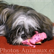 Photo de Shih tzu