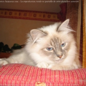 Photo de Sacr de birmanie