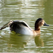 Photo de Canard