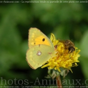 Photo de Papillon