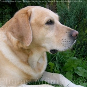 Photo de Labrador retriever