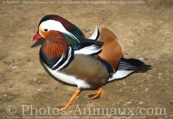 Photo de Canard