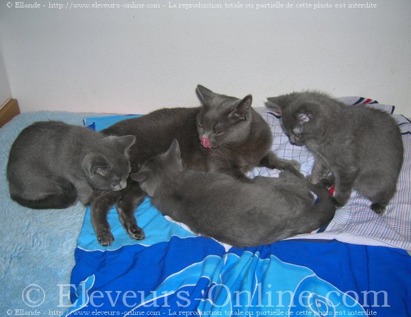 Photo de Chartreux