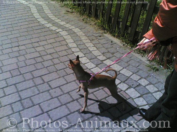 Photo de Pinscher nain