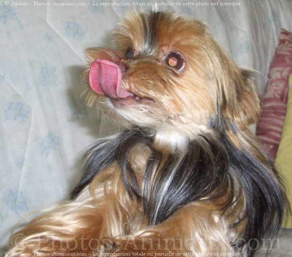 Photo de Yorkshire terrier