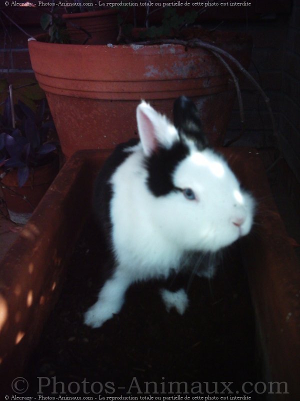 Photo de Lapin