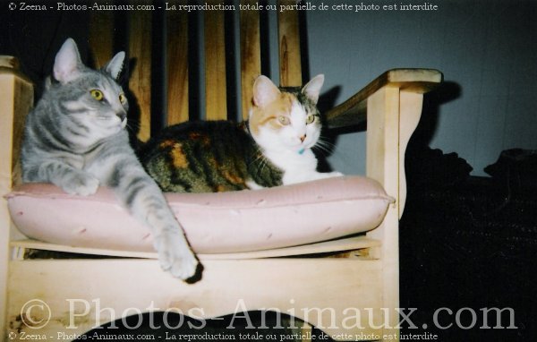 Photo de Chat domestique