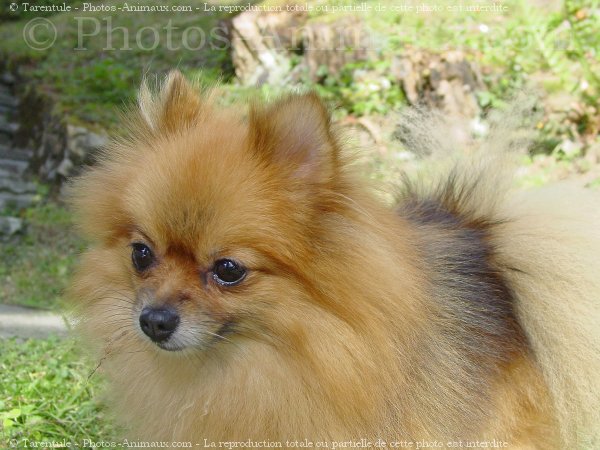 Photo de Spitz moyen