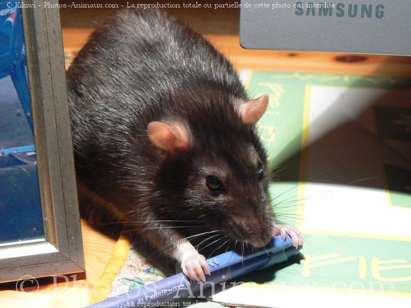 Photo de Rat