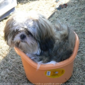 Photo de Shih tzu